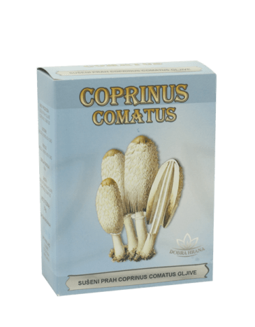 Gljiva Coprinus Comatus smanjuje šećer u krvi, leči hemoroide i sprečava nastanak kardiovaskularnih oboljenja