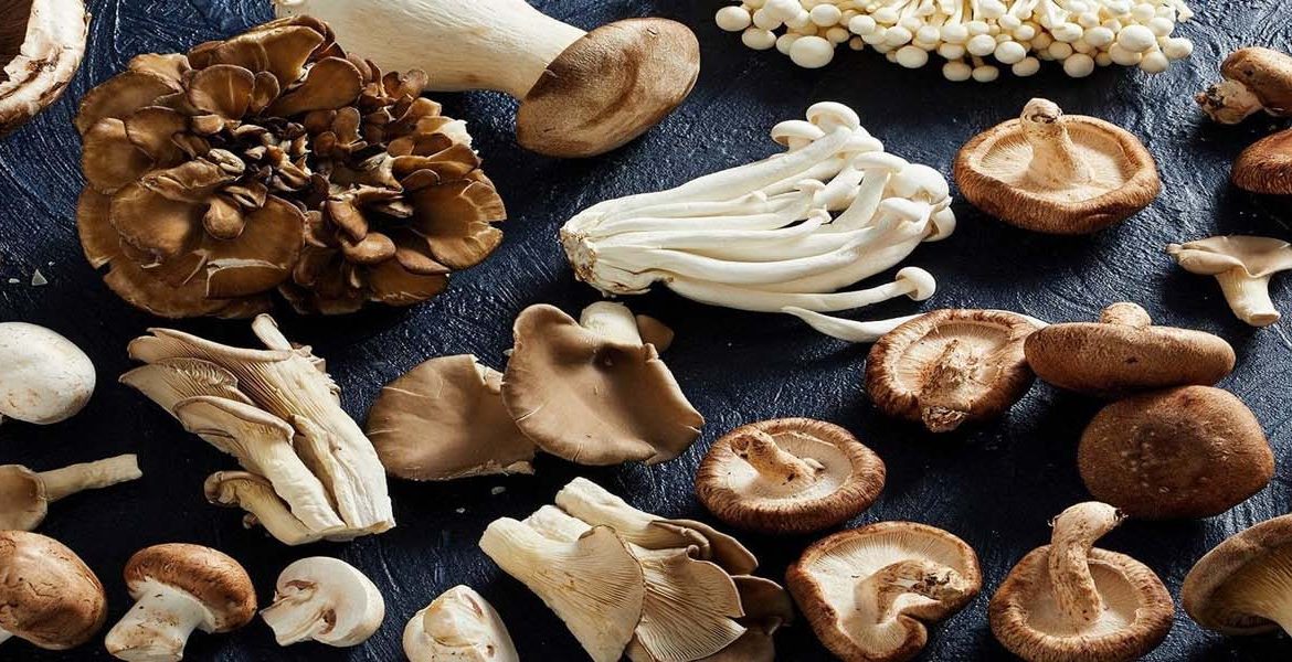 Medicinske gljive vrste, lekovita svojstva i primena